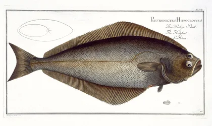Heilbutt (Pleuronectes Hippoglossus) Tafel XLVII aus 